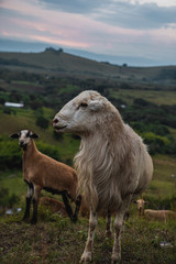 Fototapeta premium goat with their partner