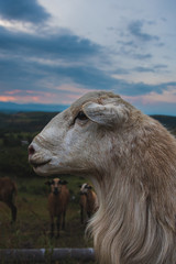 Fototapeta na wymiar head of the goat