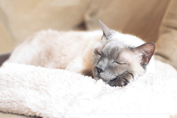 White cat with dark muzzle.
