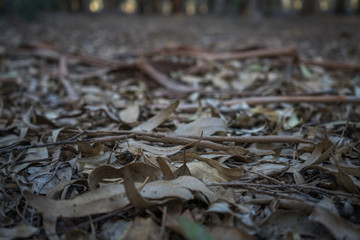 autumn leaves in forest soil