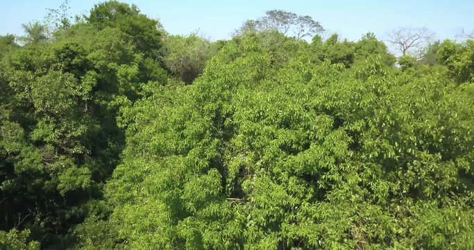 Flying Above Rainforest on Sunny Summer Day, Drone Aerial View