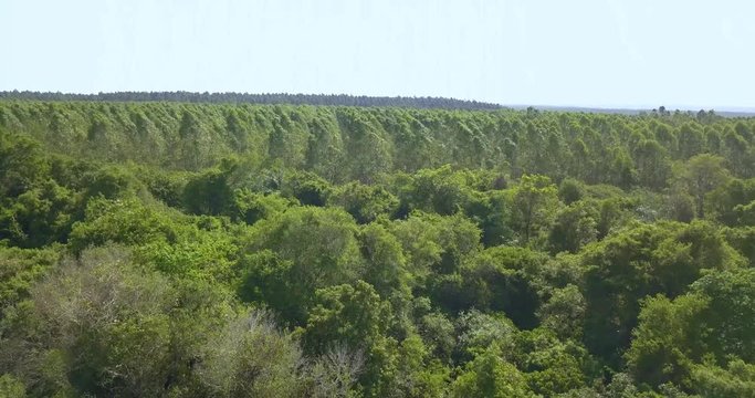 Flying Above Natural and Endless Artificial Forest in Countryside of Paraguay, Drone Aerial View