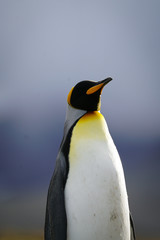 Fototapeta na wymiar Solo Penguin