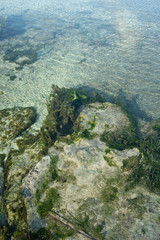 coral reef and sea background