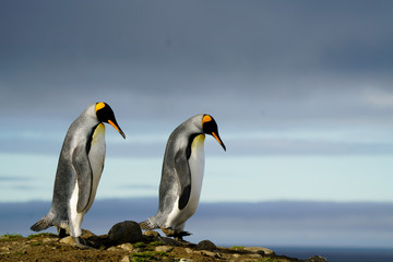 Fototapeta na wymiar Two Penguins Looking Down 