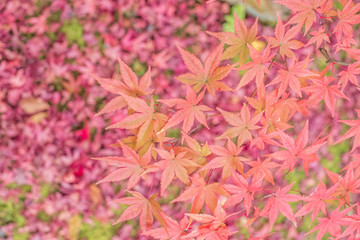 Sekizan Zen-in Temple in Kyoto, Japan