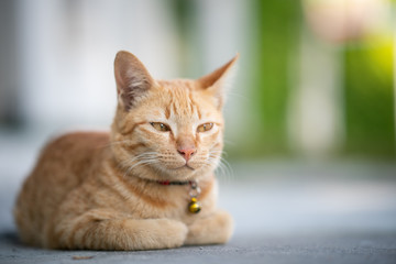 Naklejka na ściany i meble Yellow cat sit in the loaf pose, eyes half closed.