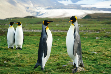 Fototapeta na wymiar Two Penguins Standing
