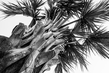 Black and White Palm Tree