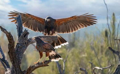 Harris Hawk flying. Isolated hawk against blue sky
