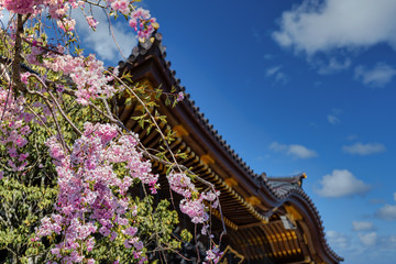 Fototapeta na wymiar Narita Blossoms