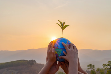World environment day concept: Earth globe ball and growing tree in human hands at sunset...