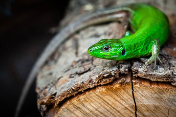 lizard close up