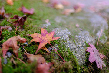 Sekizan Zen-in Temple in Kyoto, Japan