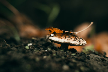 mushroom closeup