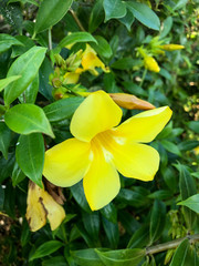 photo colored tropical flower in Thailand