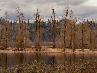 Obraz premium Calm Waters at Steingenwald Lake