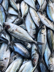 Photo of fresh fish on the counter supermarket