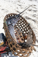 Freshly caught big marlin fish in a straw basket on a motorbike on the beach of Zanzibar Island, Tanzania, Africa, close up