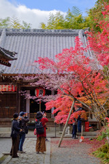 Cherry Blossoms and Autumn Leaves in Sekizan Zen-in Temple in Kyoto, Japan