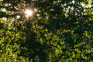 Fototapeta na wymiar Sun through forest