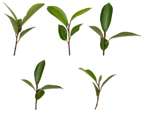 Bunch of trees on a white background with a clipping path.