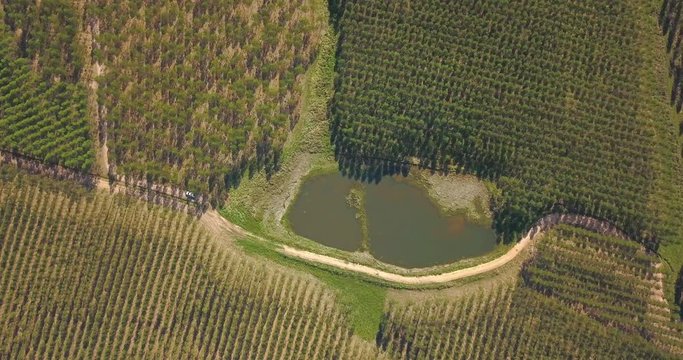 Birdseye Aerial View of Aligned Artificial Forest and Central Irrigation Lake in Countryside of Paraguay
