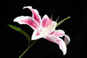 Pink Stargazer lily on a black background