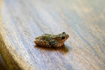 Living little frog on a wooden table background in a tropical garden, close up, Tanzania, Africa, copy space
