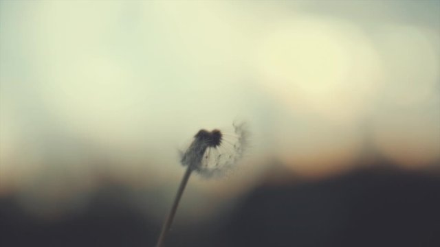 Amazing dandelion, blowing by the wind on blue sky background in sunrise back-light. Slow motion in full 4K. Shooting with high-speed camera.