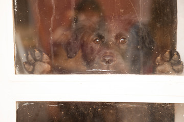 Puppy watching through the window of the house - black labrador dog waiting alone at home