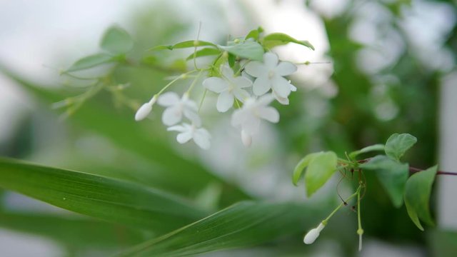 Moke or Wrightia religiosa white flower swaying in the wind, Close-up of white flower - 4K