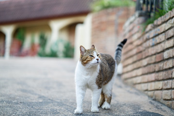 Obraz premium A cat relaxes near a dwelling on a cloudy day