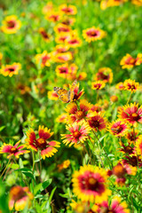 Orange Wildflowers in a field pollinated by insects