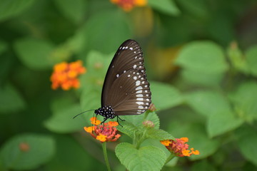 butterfly on flower