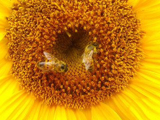sunflower with bees