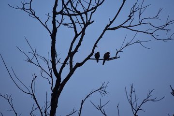 birds on tree