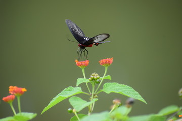 butterfly on a flower