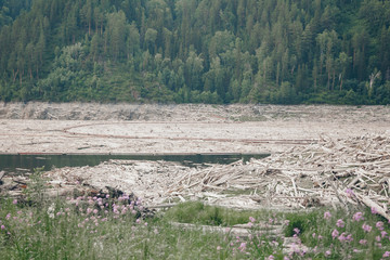 dry fallen trees on the ground. Sawmill, wood industry, construction, firewood, deforestation, environmental disaster