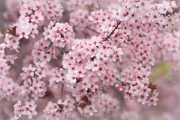 Plum tree boughs laden with springtime blossoms