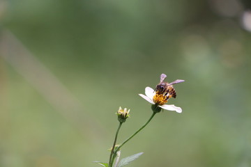 Indian honey bee, Apis cerana on weed flower 