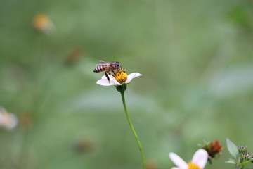 Indian honey bee, Apis cerana on weed flower 