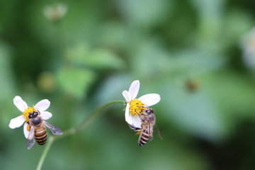 Indian honey bee, Apis cerana on weed flower 