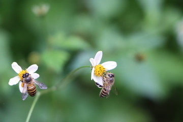 Indian honey bee, Apis cerana on weed flower 