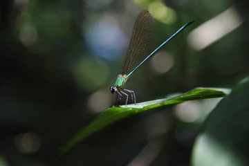 blue dragonfly on leaf