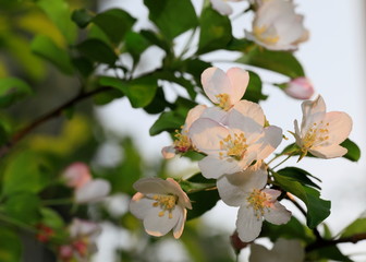 사과꽃이 핀 아름다운 풍경