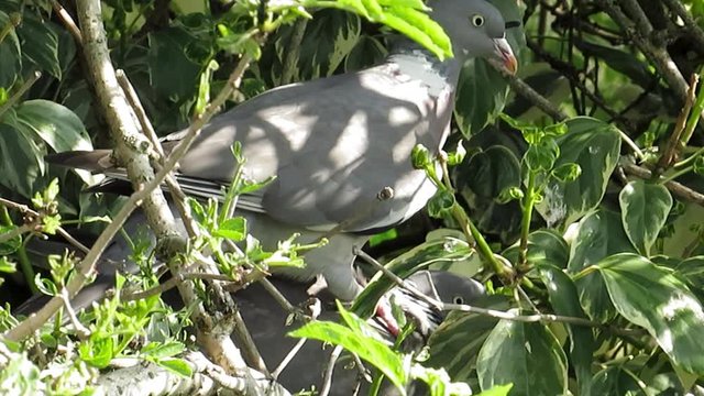 Clip of a lovely pigeon among tree branches in nature