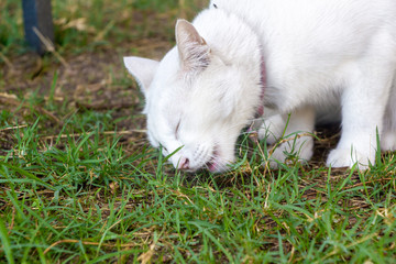Naklejka na ściany i meble white cute cat eating grasses for her good health