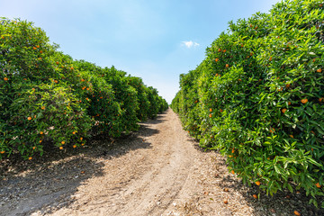 Orange tree orchard with oranges