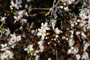 Spring flowers background. Small small flowers bloomed in spring.